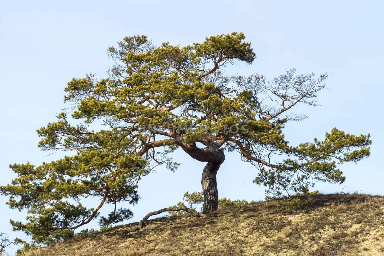 Tree with gnarled branches on hill under blue sky horizontal with flare