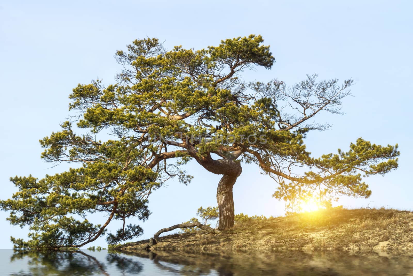 Sunset through pine by Fr@nk