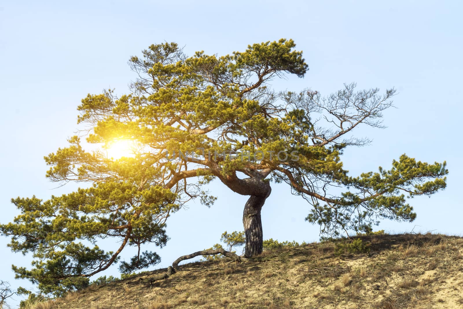 Tree with gnarled branches on hill under blue sky horizontal with flare
