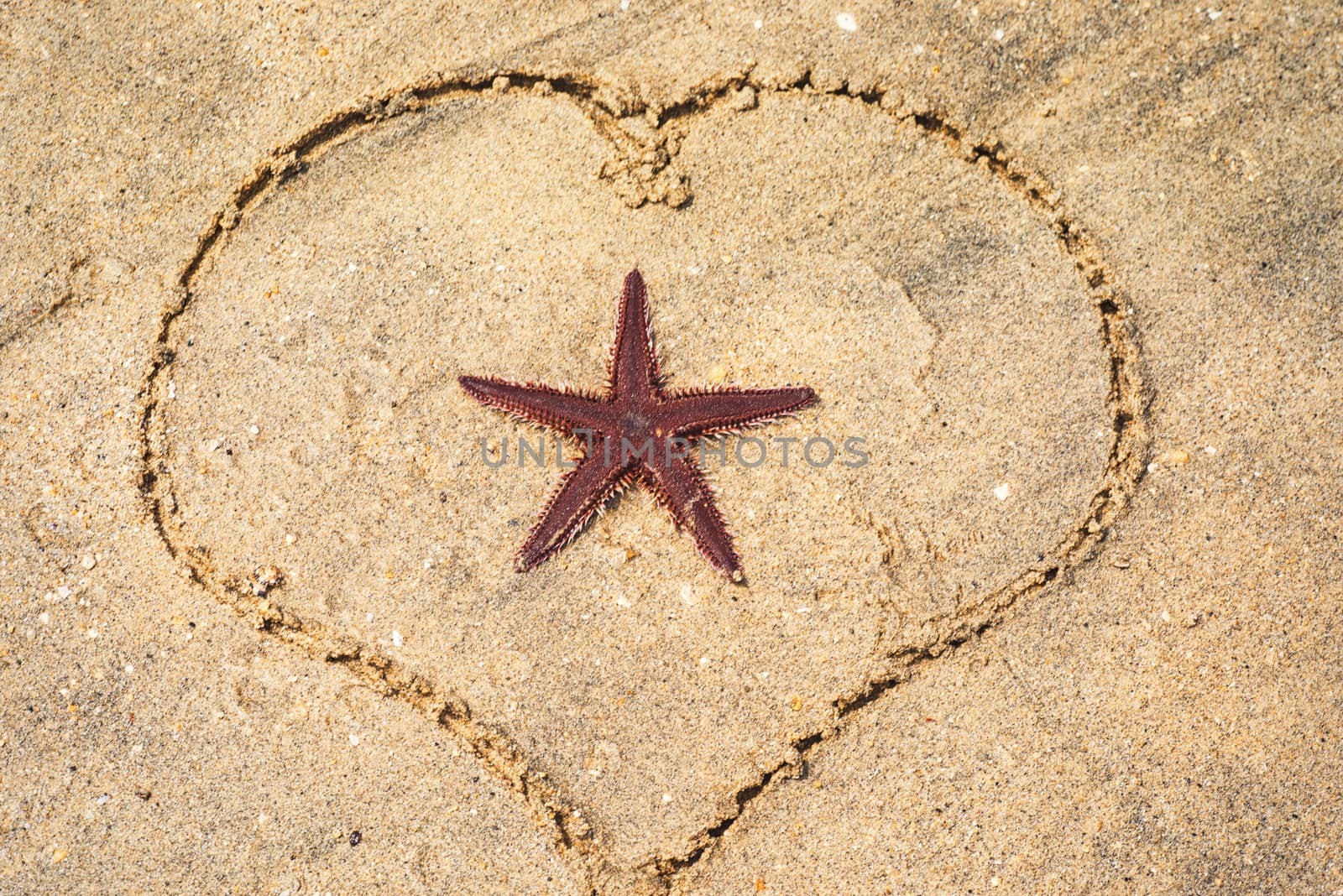 Starfish lying on sand. Starfish lying on the sand on the beach. by nkooume
