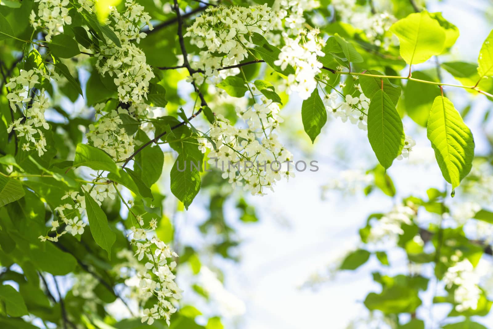 White beautiful blooming bird cherry in the spring sunny day. Flowers bird cherry tree. Springtime concept.White bird cherry.Blossoming bird-cherry.