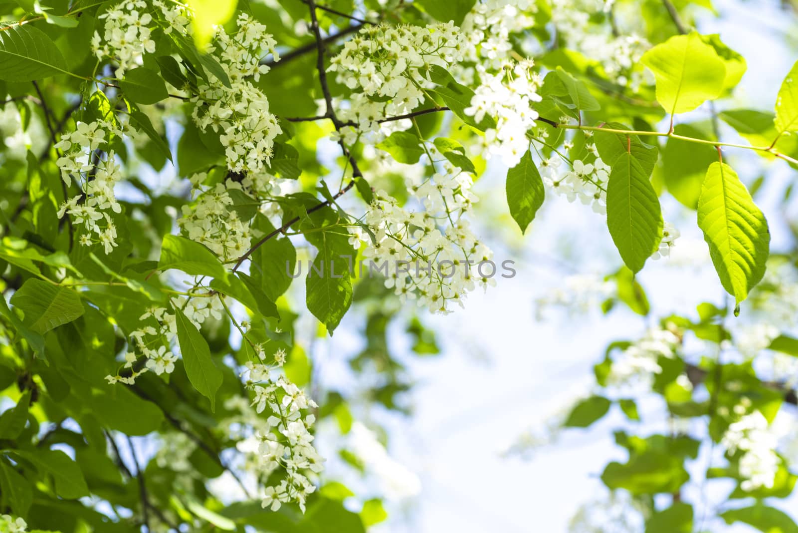 White beautiful blooming bird cherry in the spring sunny day. Flowers bird cherry tree. Springtime concept.White bird cherry.Blossoming bird-cherry.