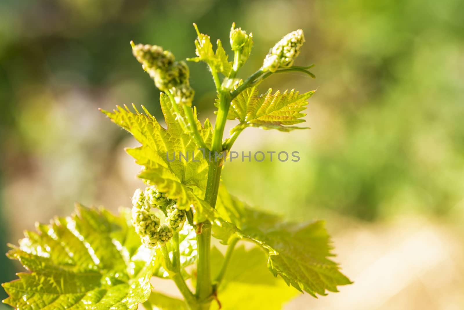 Young grapes with flowering tassels, young shoots of grape macro shot on a sunny day.Young sprout of grapes on a sunny day.