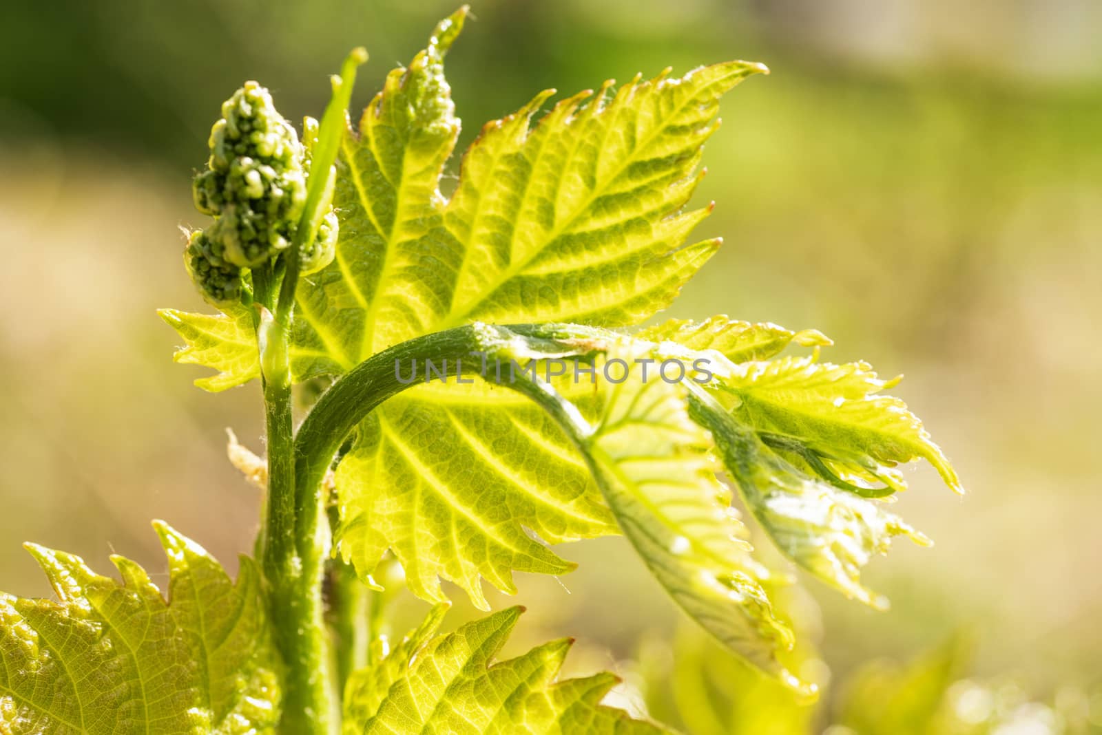 Young grapes with flowering tassels, young shoots of grape macro shot on a sunny day.Young sprout of grapes on a sunny day.