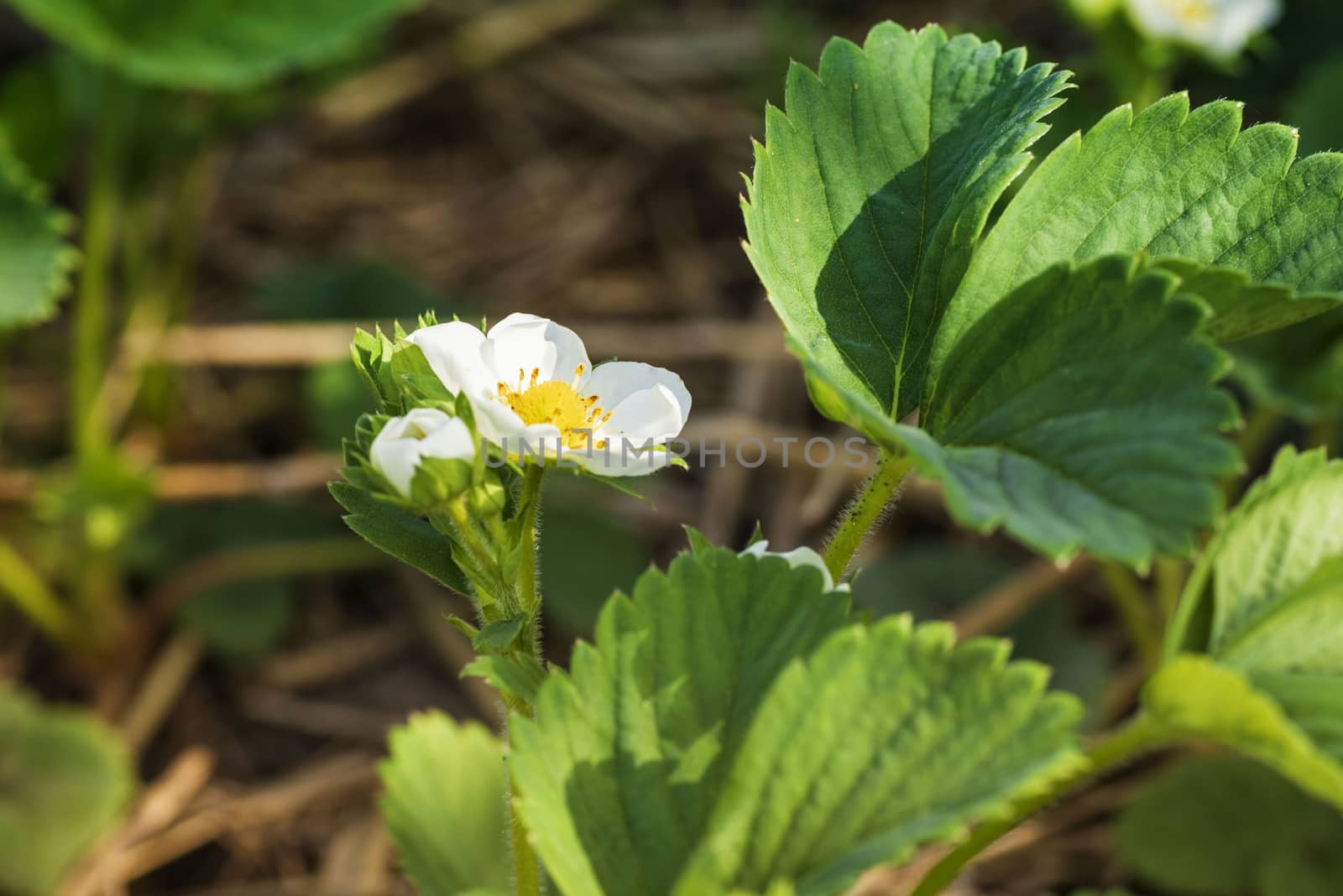 Flowering strawberries.Landscape of strawberry garden with sunrise, Fresh Strawberry flowers in strawberry garden by nkooume