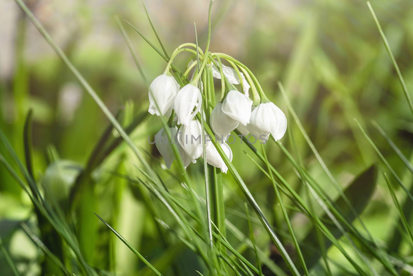 White spring flower on a green glade. Fresh green well complementing the white Snowdrop blossoms.Snowdrop spring flowers.