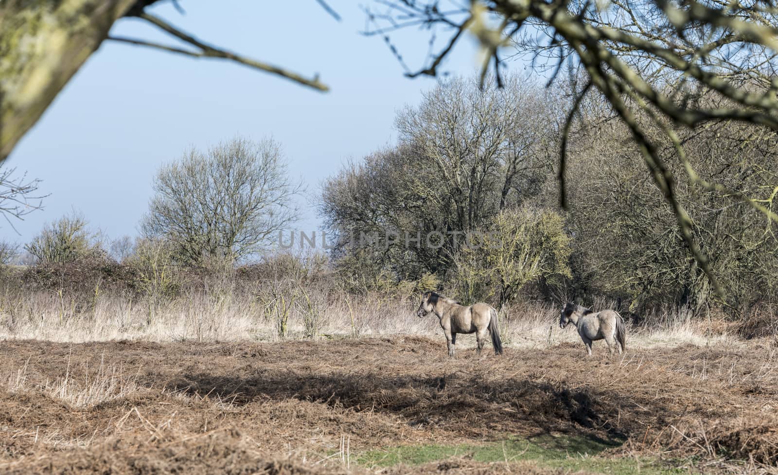 Dutch National Park Slikken van Heen with Konik horses passing in the winter landscape