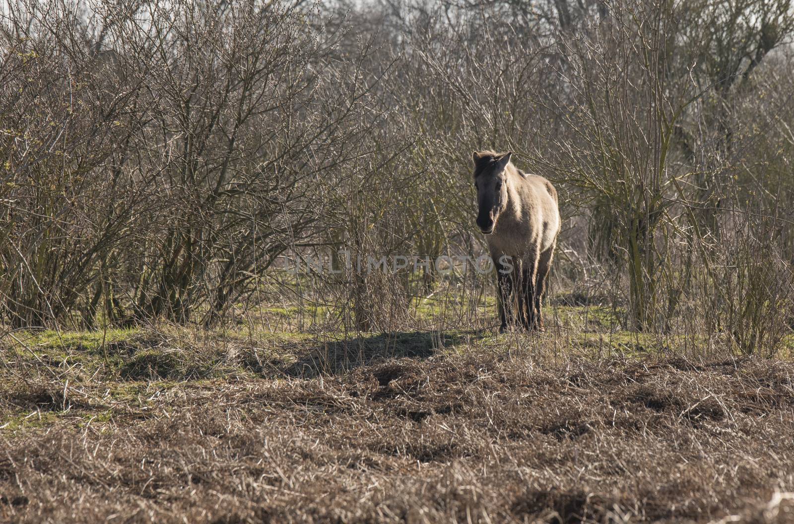 Dutch National Park Slikken van Heen with one single Konik horse passing in the winter landscape