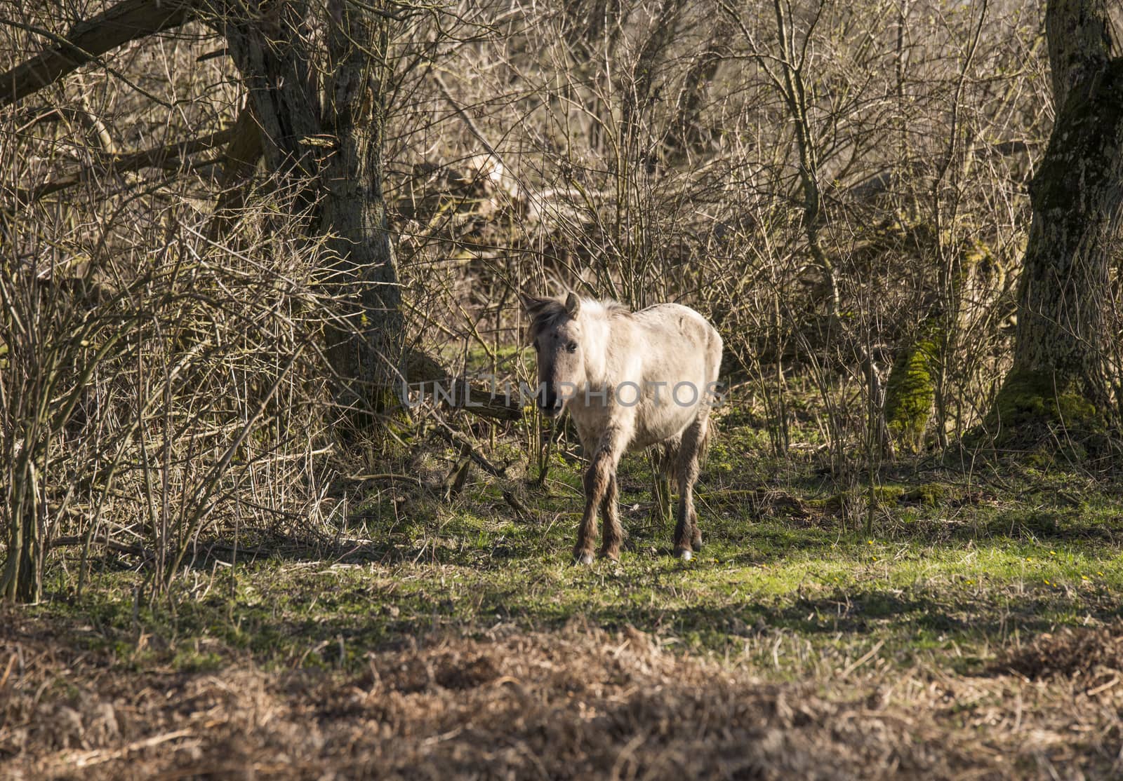 Dutch National Park Slikken van Heen with one single Konik horse passing in the winter landscape
