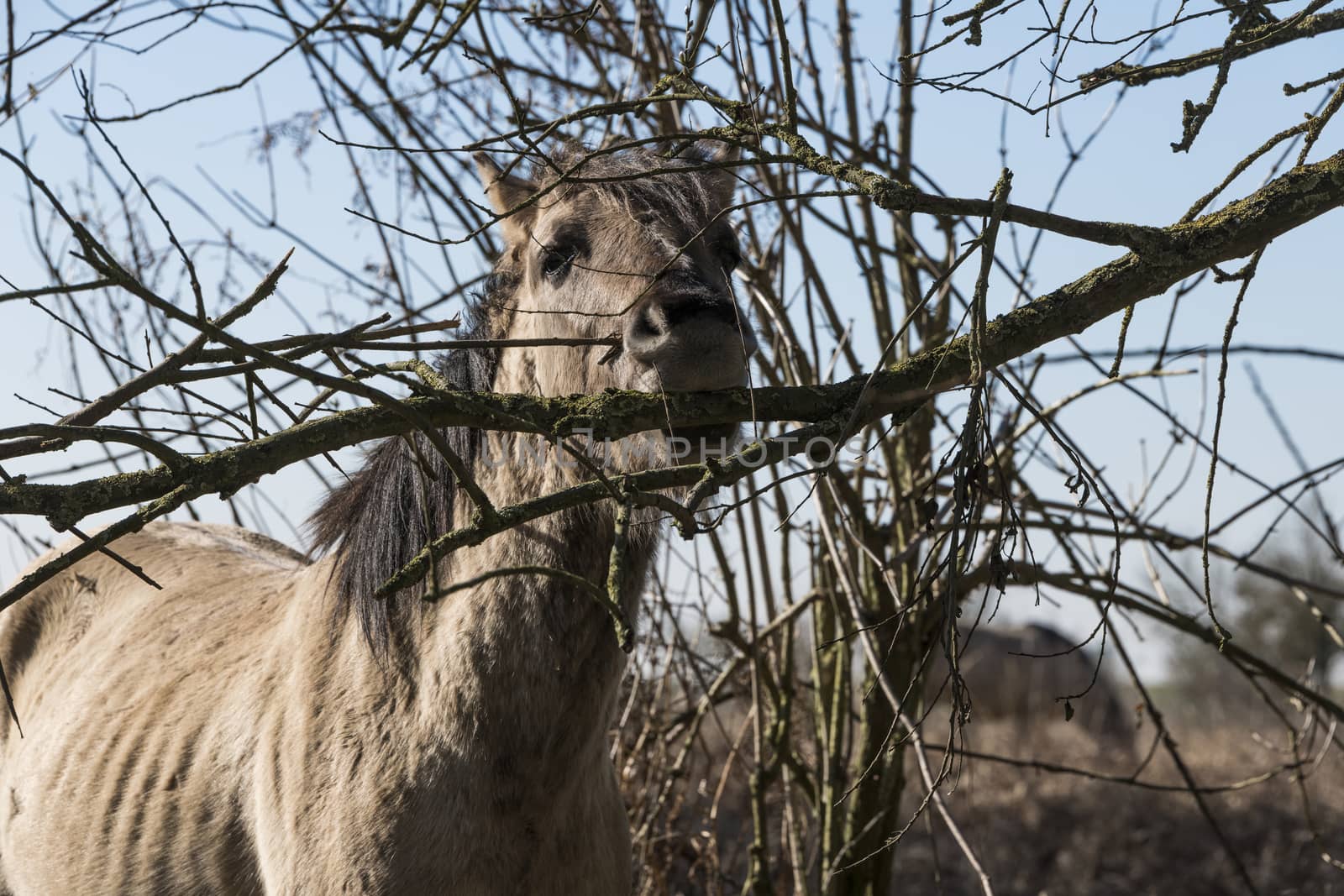 Dutch National Park Slikken van Heen with one single Konik horse eating from the tree in the winter landscape
