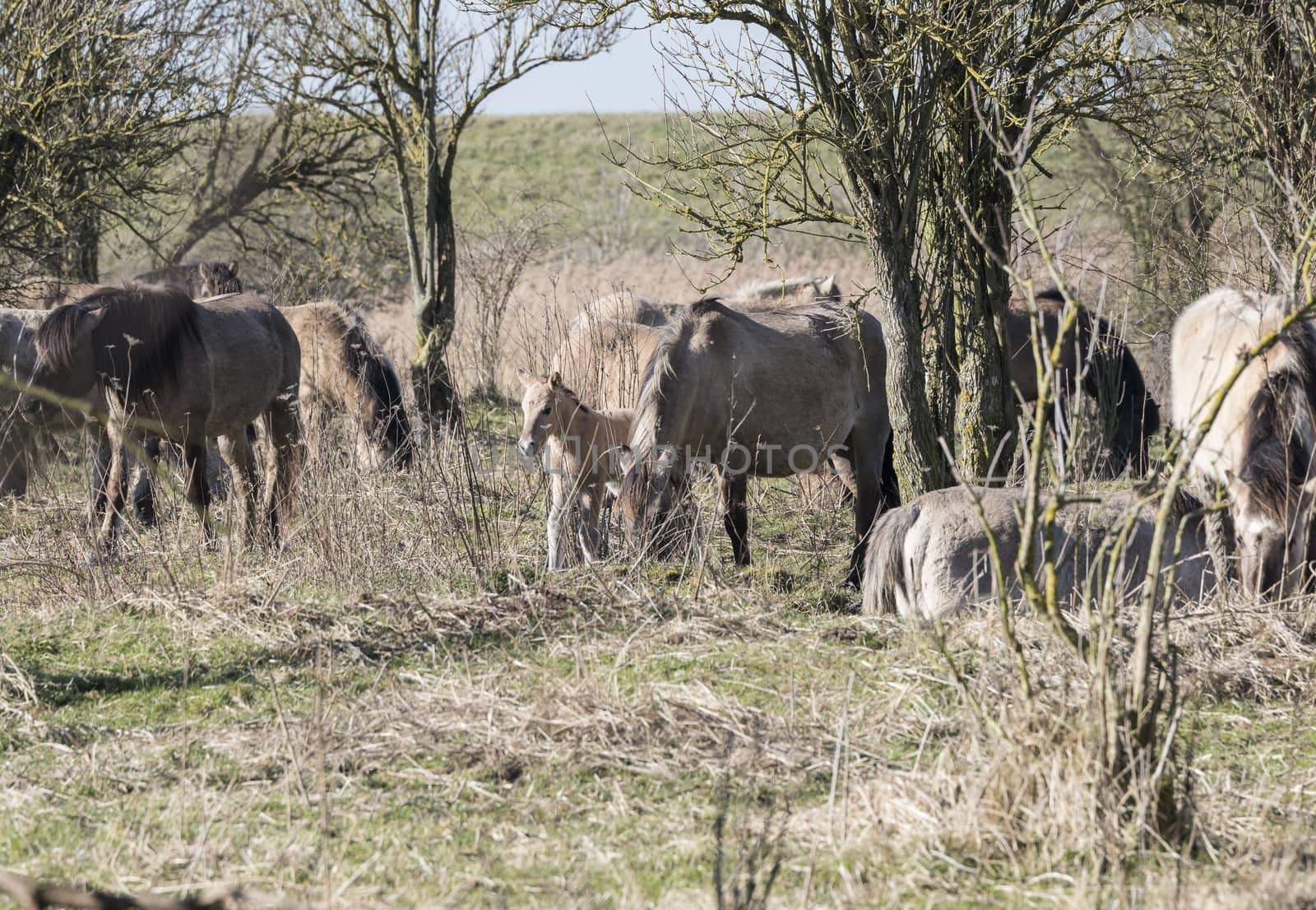 Dutch National Park Slikken van Heen with Konik horses with young foal passing in the winter landscape