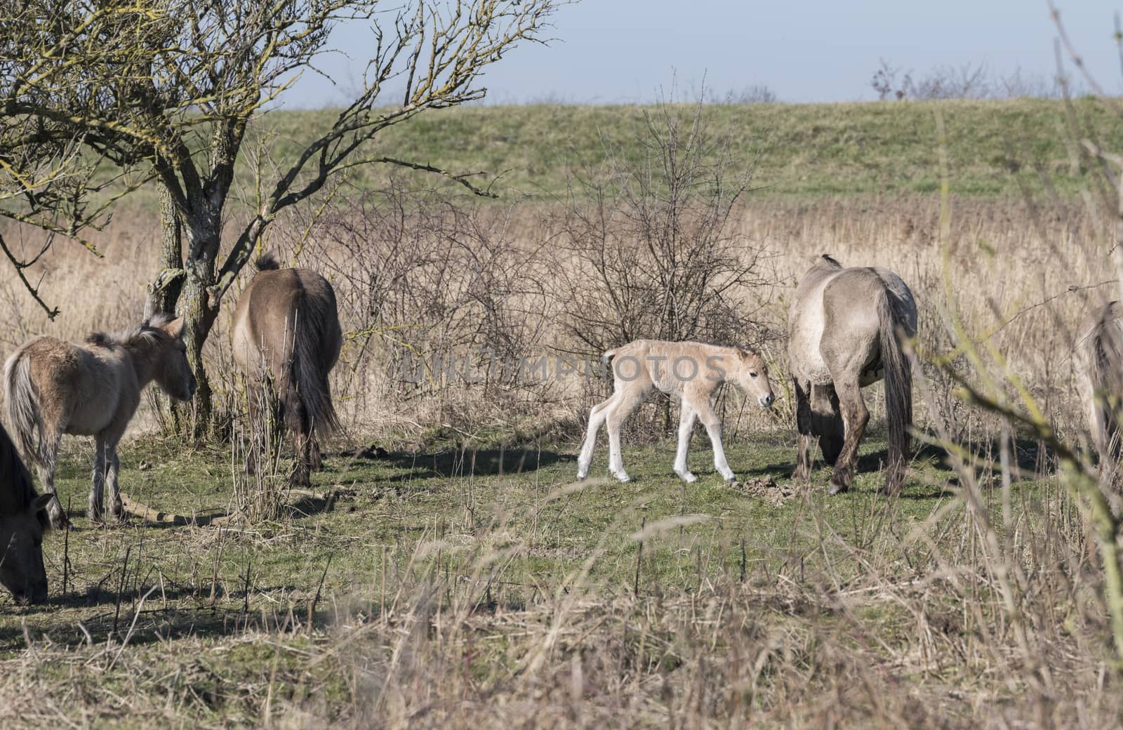 Dutch National Park Slikken van Heen with Konik horses with young foal passing in the winter landscape