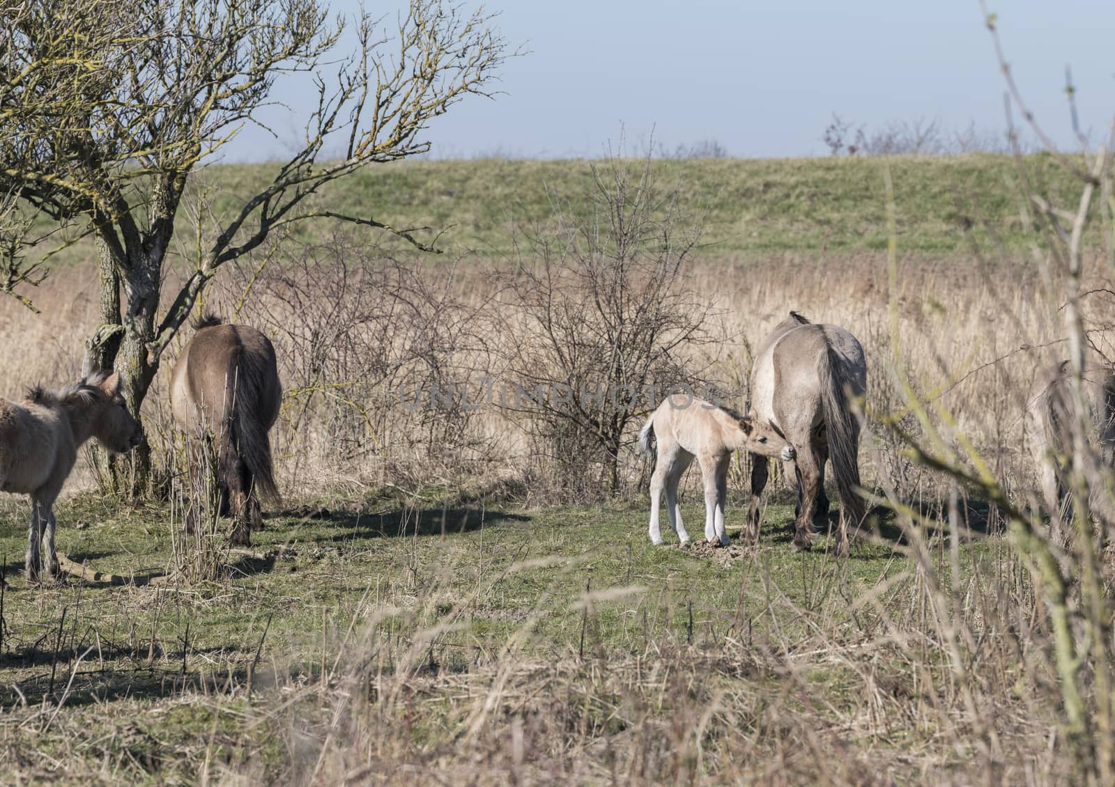Dutch National Park Slikken van Heen with Konik horses with young foal drinking milk with mother passing in the winter landscape