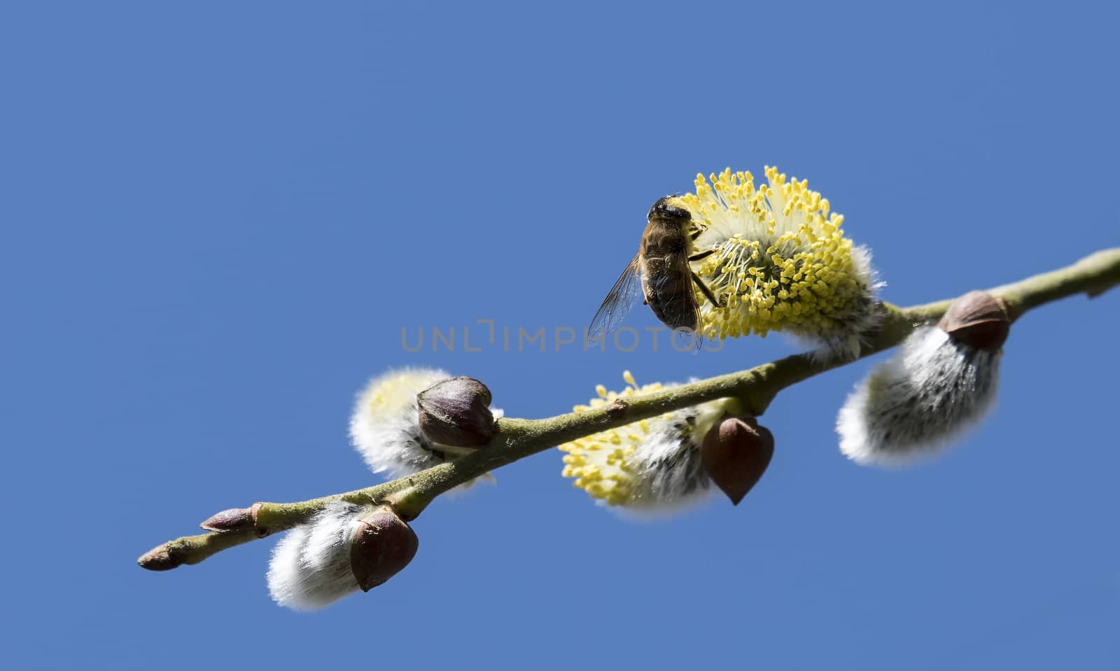 Risen blooming inflorescences male flowering catkin or ament on a Salix , willow in early spring before the leaves. Collect pollen from flowers and buds. Honey plants Europe with wasp