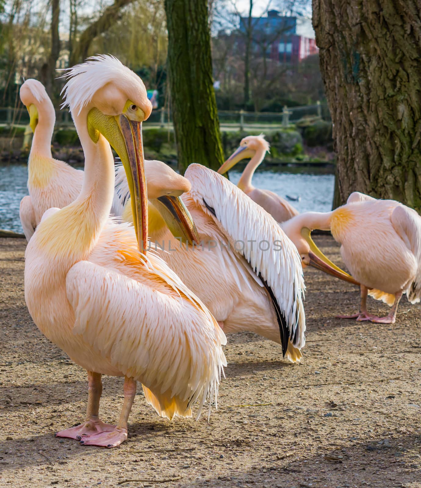 closeup portrait of a rosy pelican cleaning its feathers, family of pelicans in the background