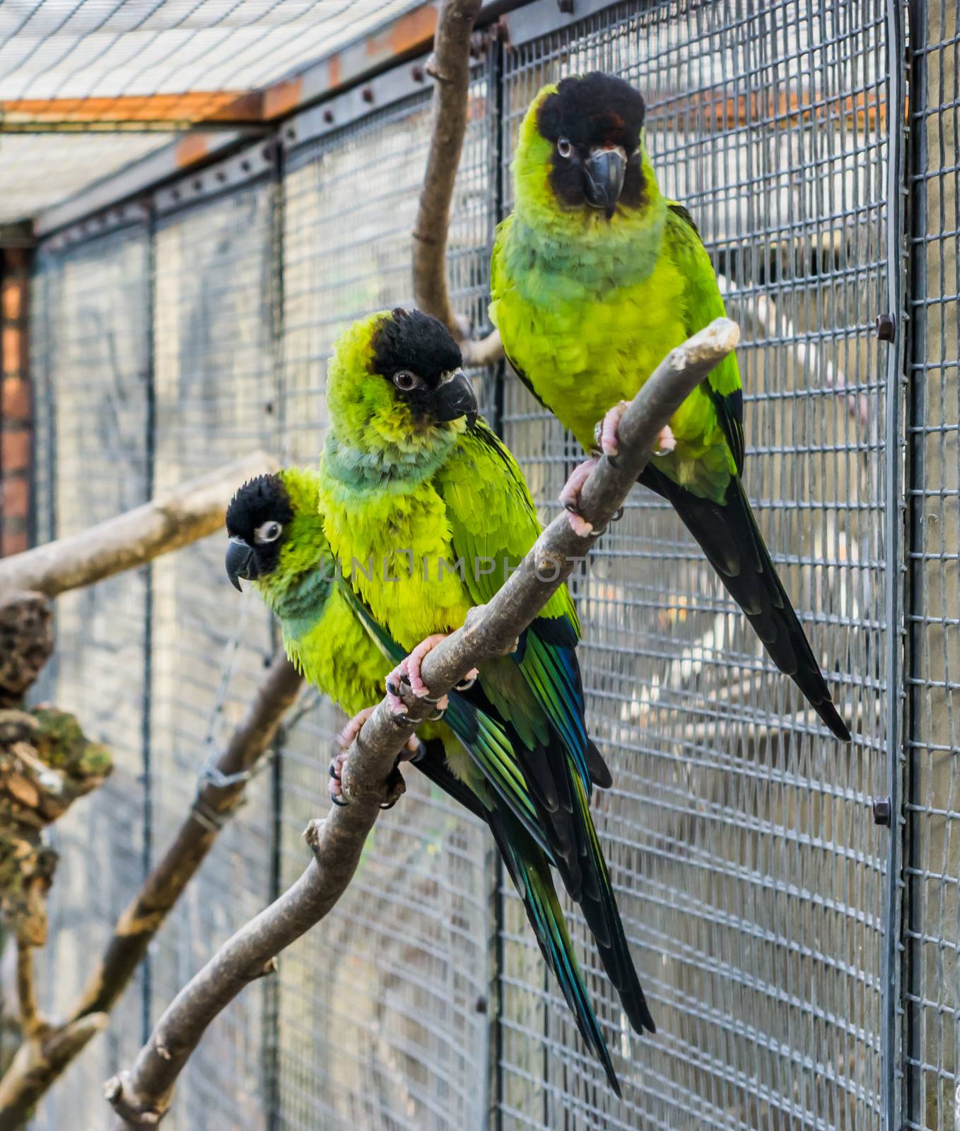 Three Nanday parakeets sitting together on a branch in the aviary, Colorful and tropical small parrots from America