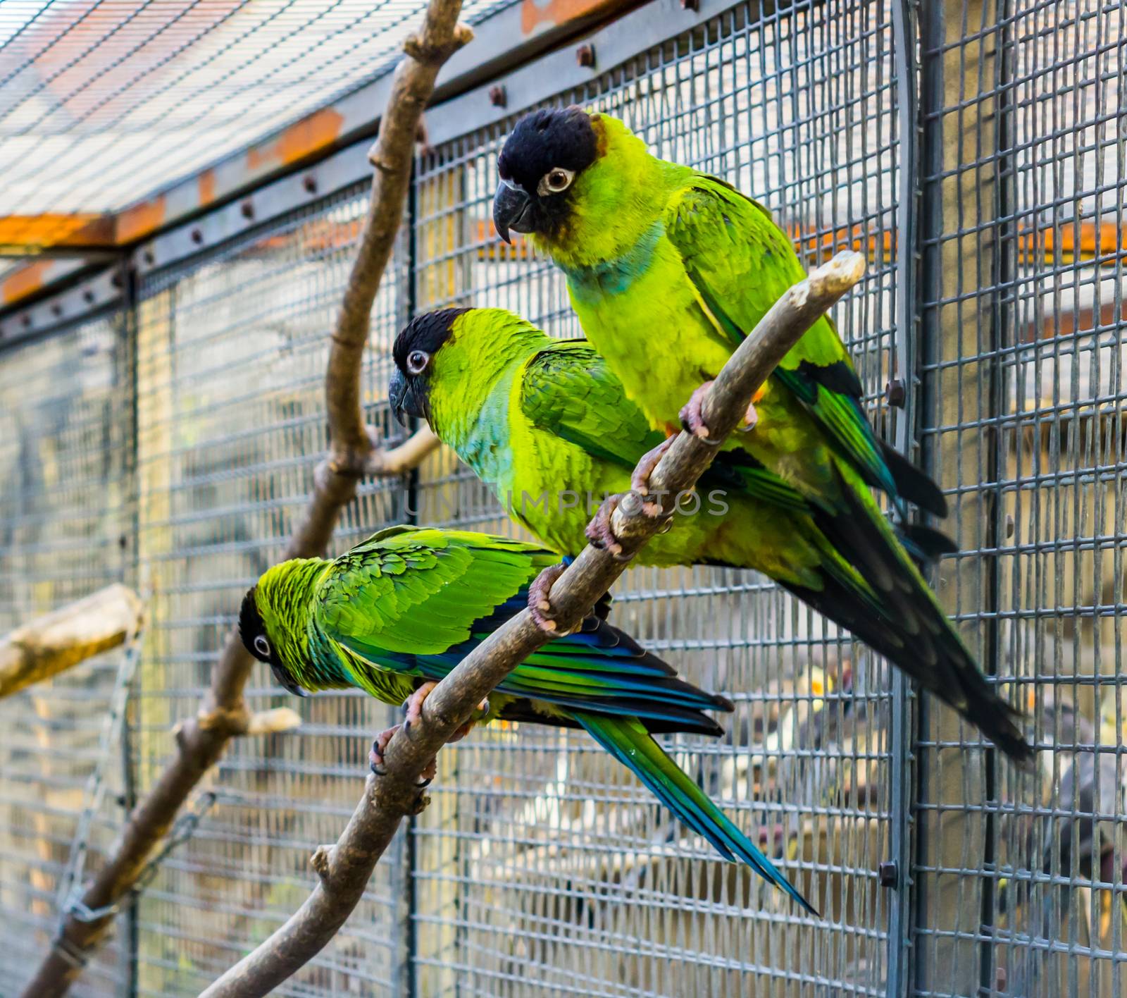 Three Nanday conures sitting together on a branch in the aviary, Popular pets in aviculture, Tropical small parrots from America by charlottebleijenberg