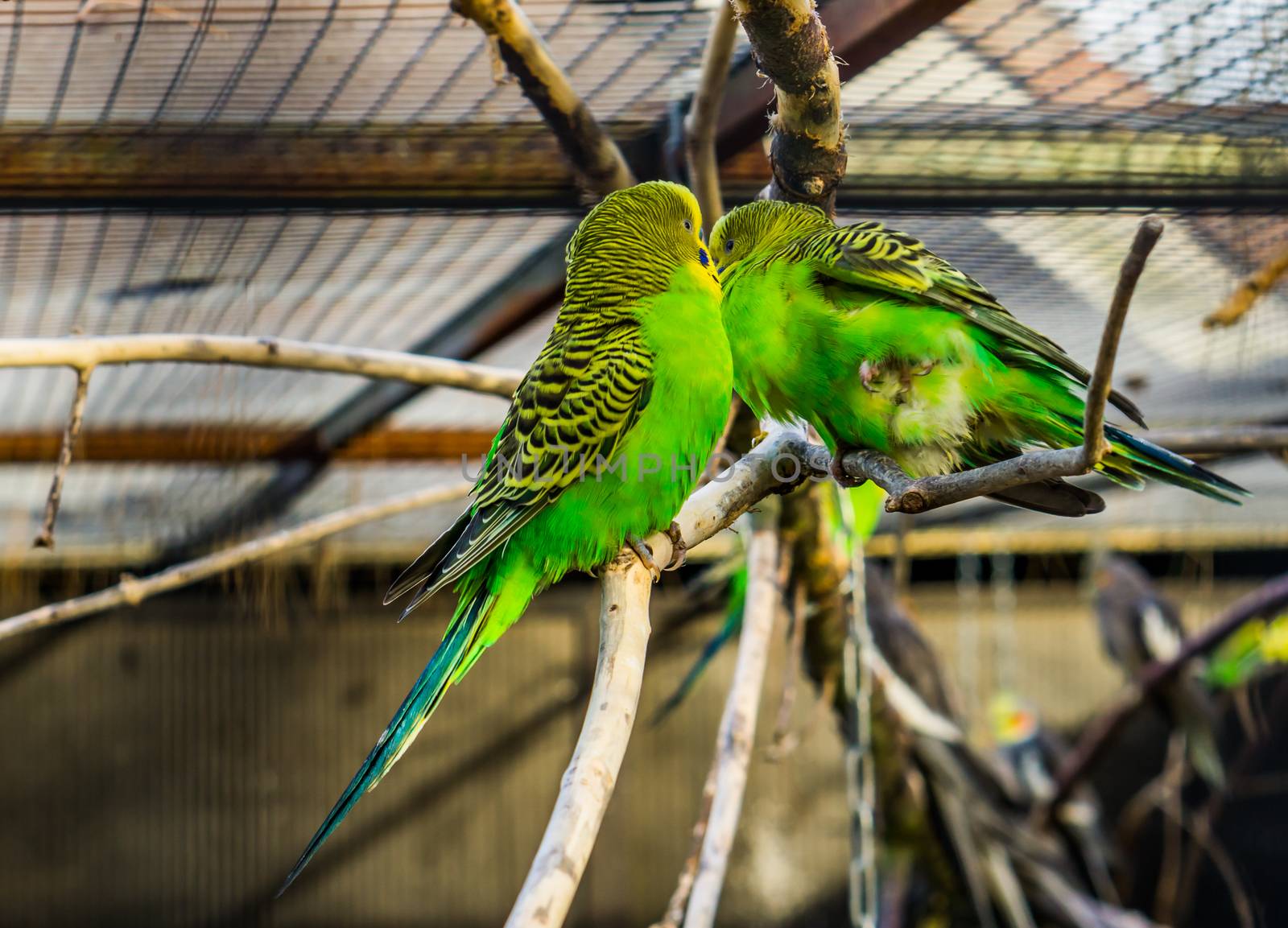 couple of budgerigar parakeets sitting together on a branch, tropical colorful birds from Australia, Popular pets in aviculture by charlottebleijenberg