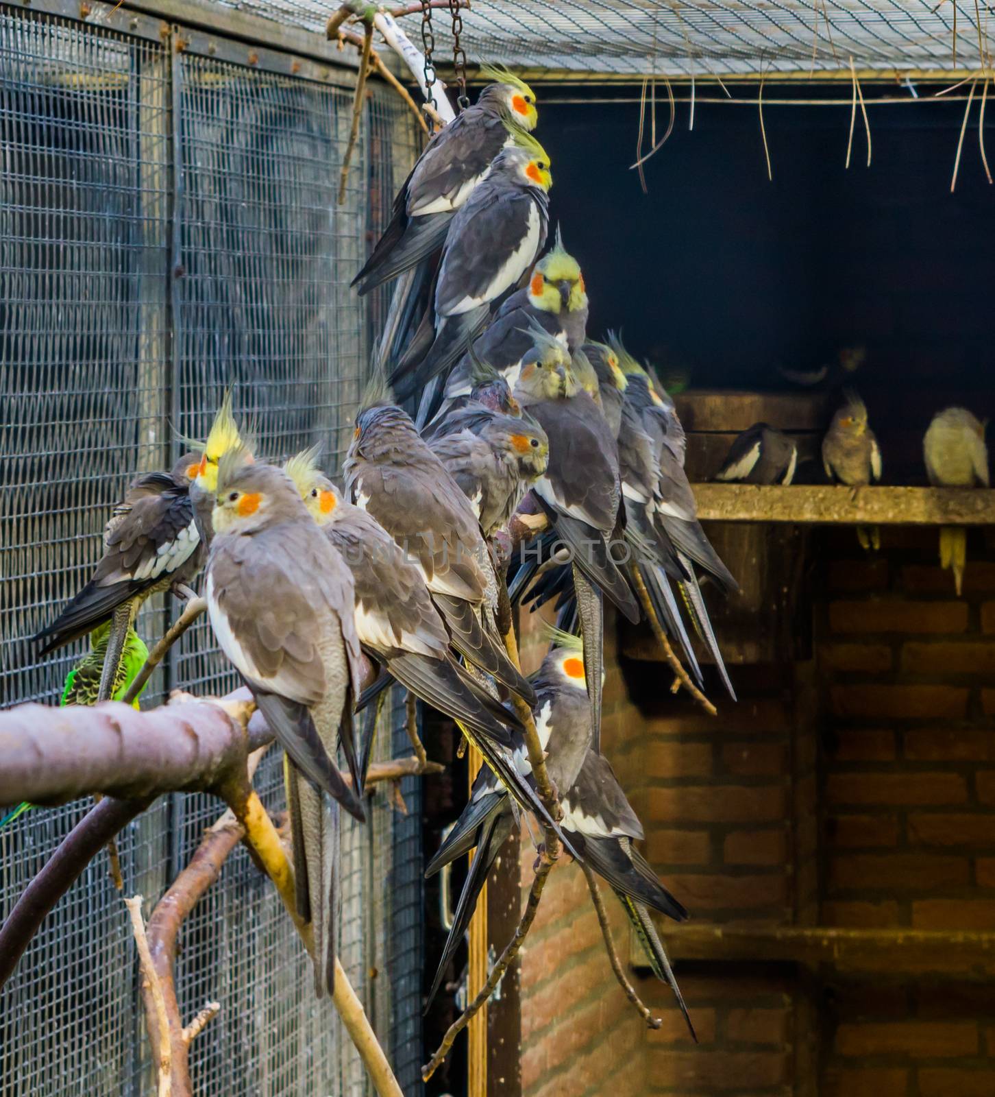 Aviculture, a aviary full of cockatiels, tropical crested birds from Australia, Popular pets