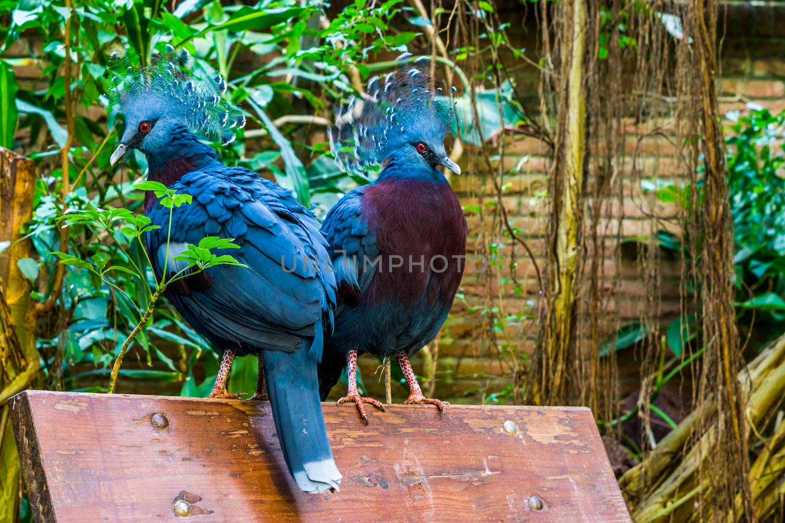 two victoria crowned pigeons sitting together on a bench, beautiful tropical and colorful birds from new guinea, Near threatened animals by charlottebleijenberg