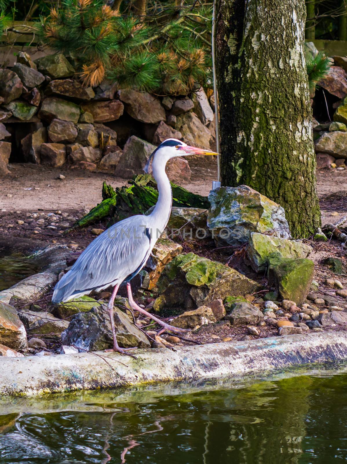 Beautiful grey heron walking at the water side, common bird in The Netherlands