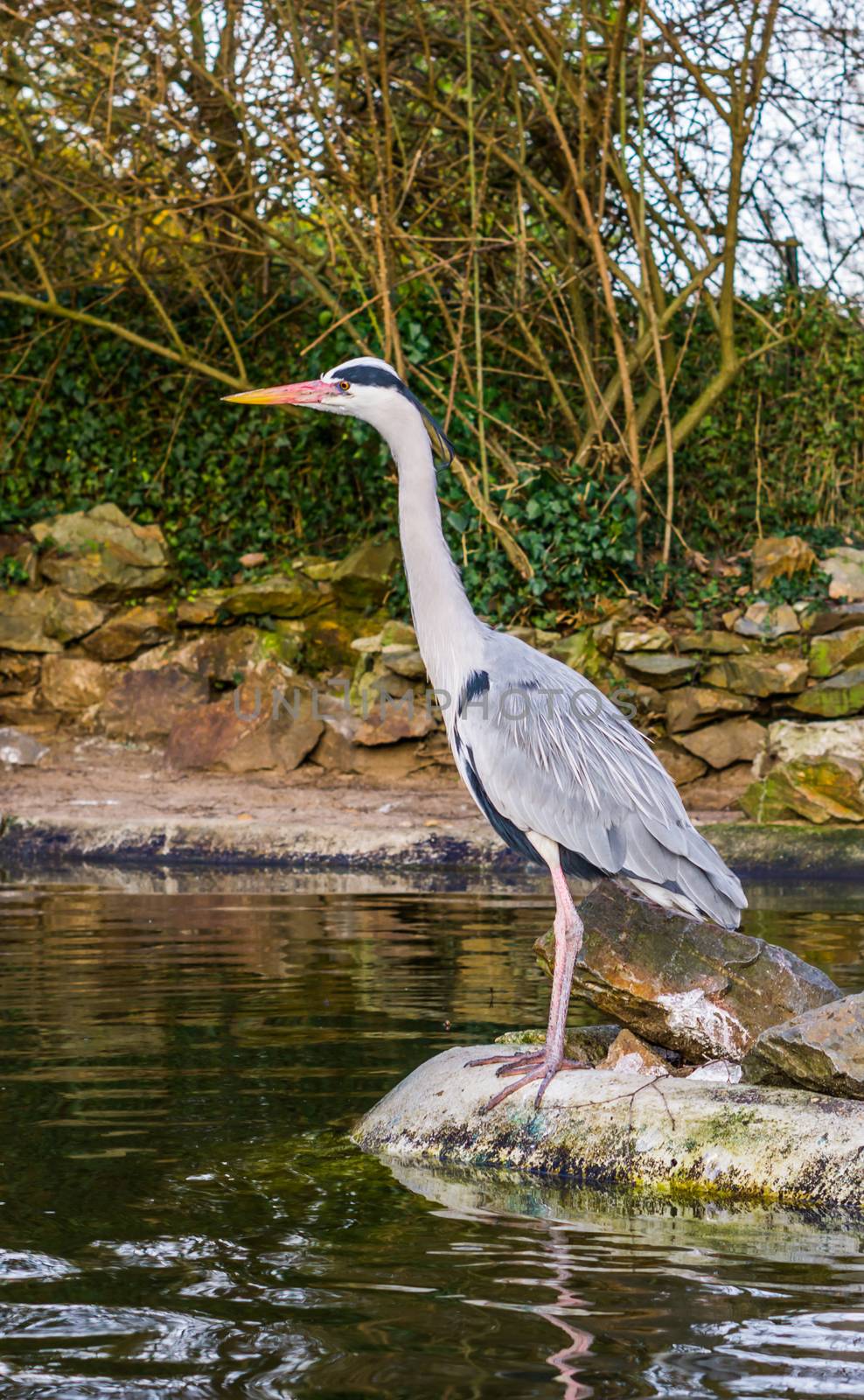 beautiful portrait of a grey heron standing at the water side, Common bird in Europe