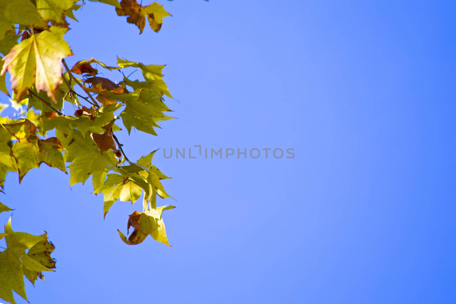 Autumn maple tree branches leaves on blue sky background. by Anelik