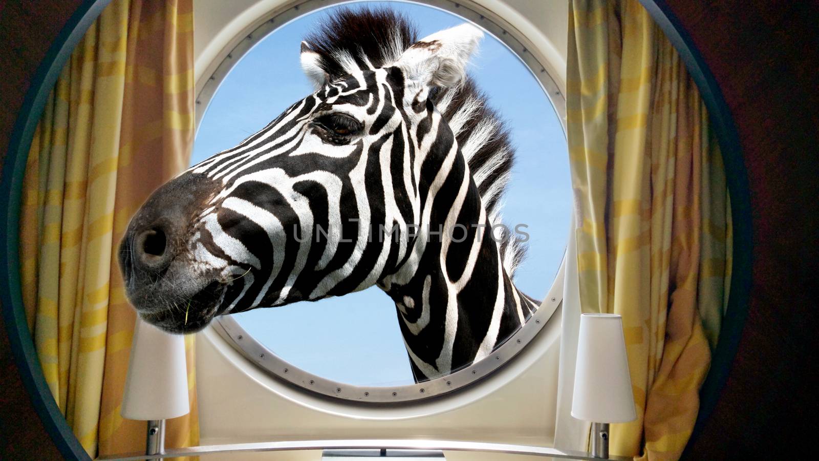 zebra face in the round ship porthole.