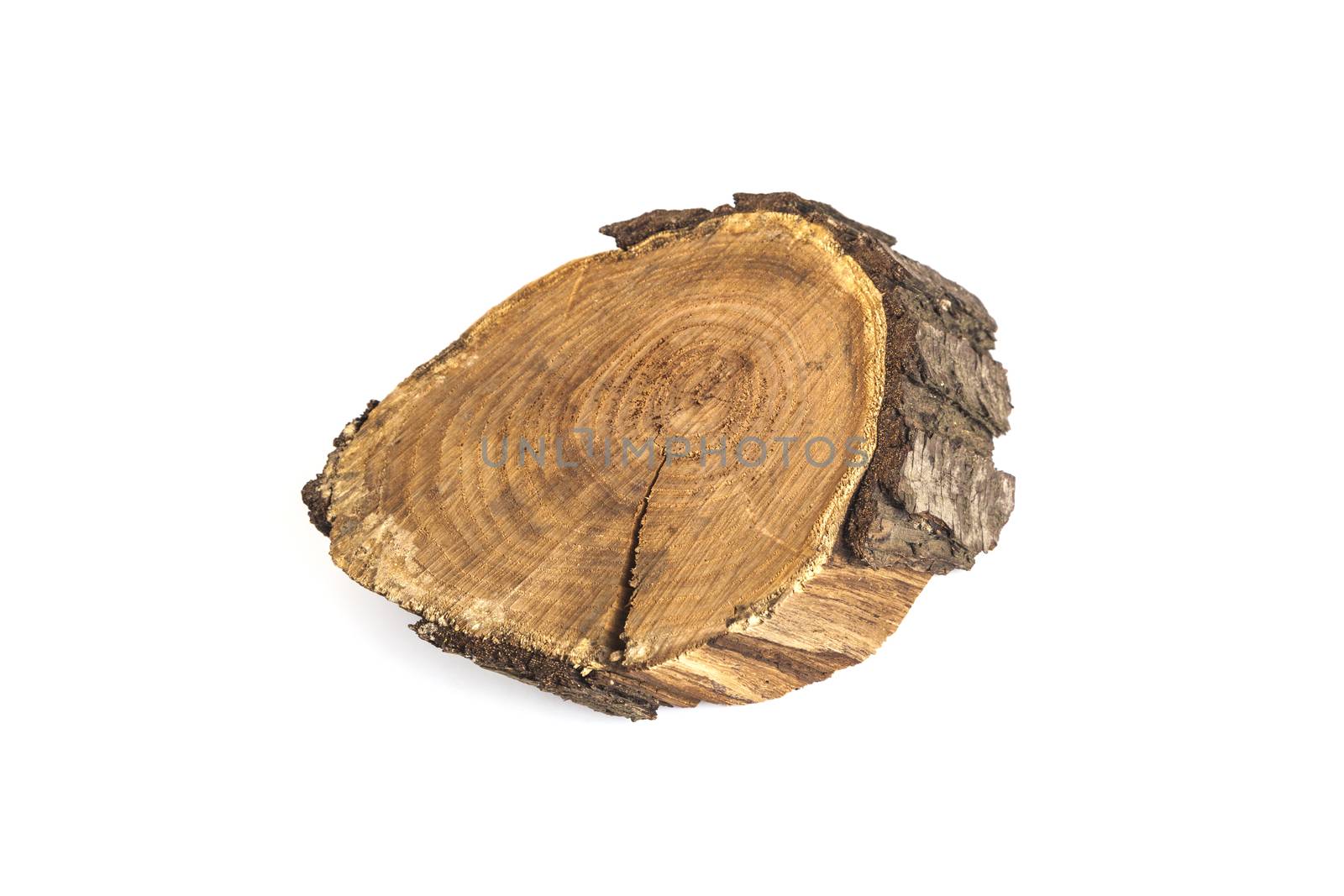 Felled tree slice. Wood texture. Isolated on white background