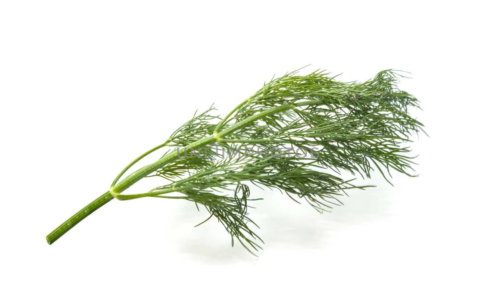 bunch fresh, green dill on a white background