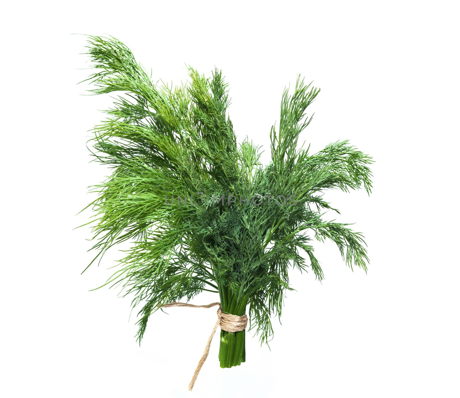 bunch fresh, green dill on a white background