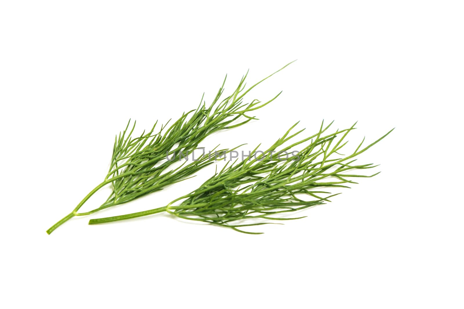 bunch fresh, green dill on a white background