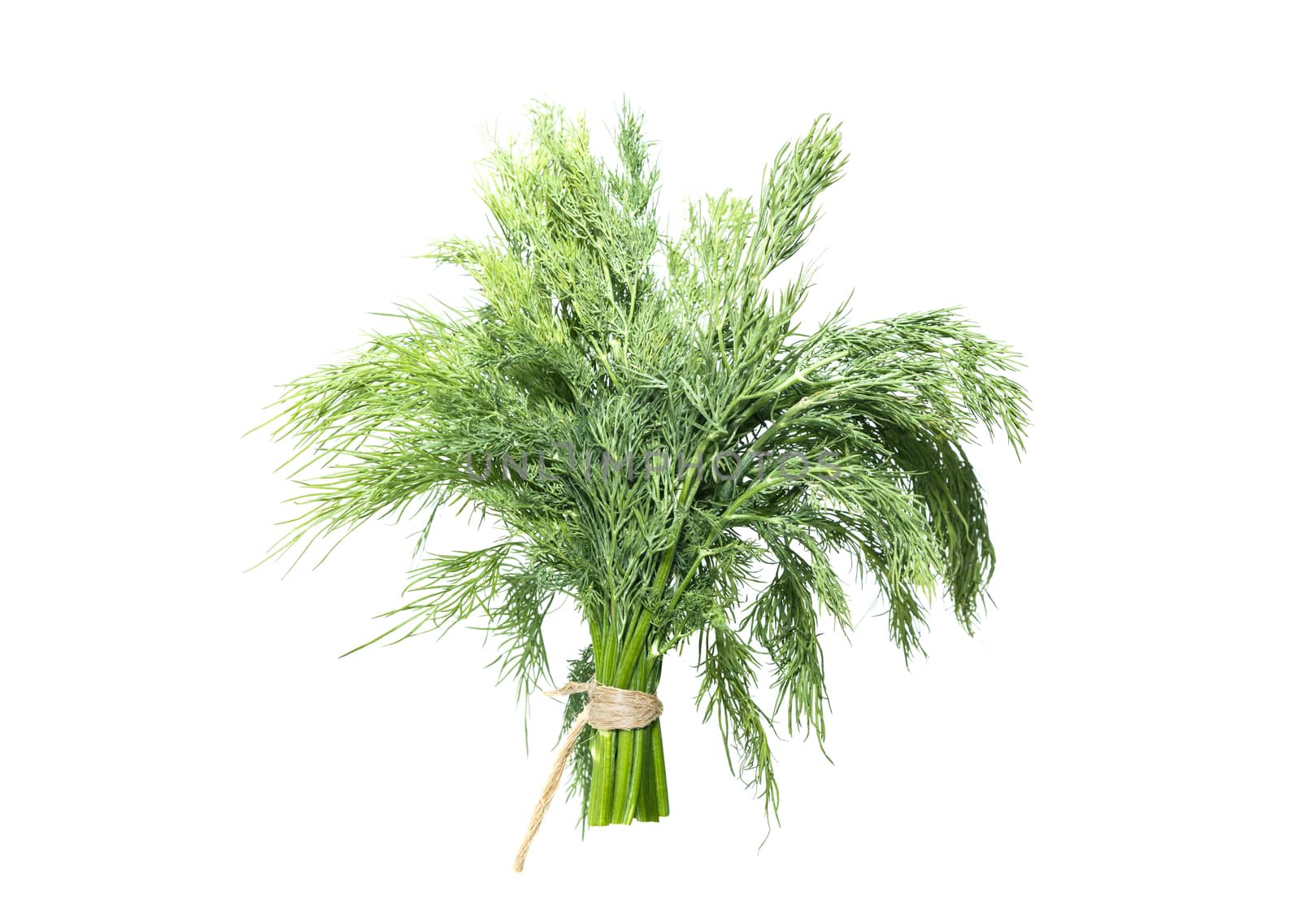 bunch fresh, green dill on a white background