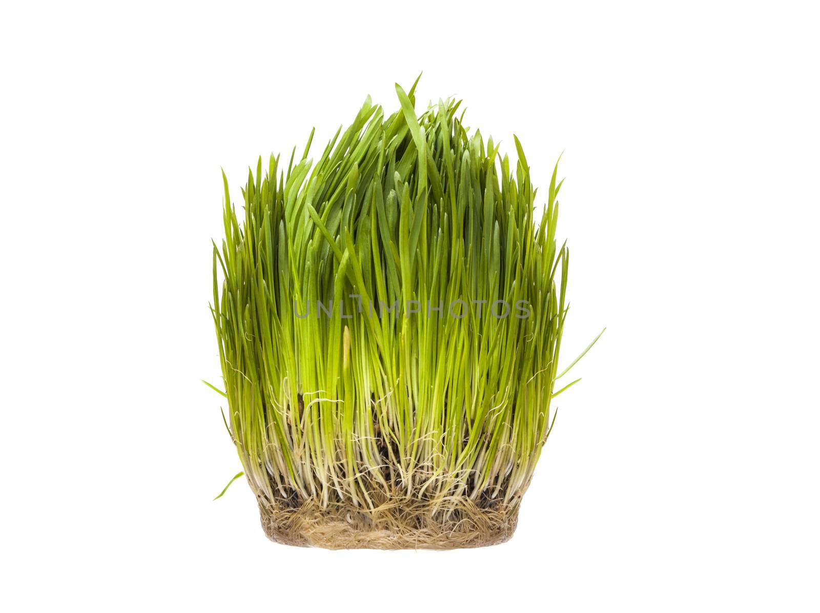 Vitamins for cats - germinated oats. Grass germinated oats is useful for cats and kittens. Isolated on white background
