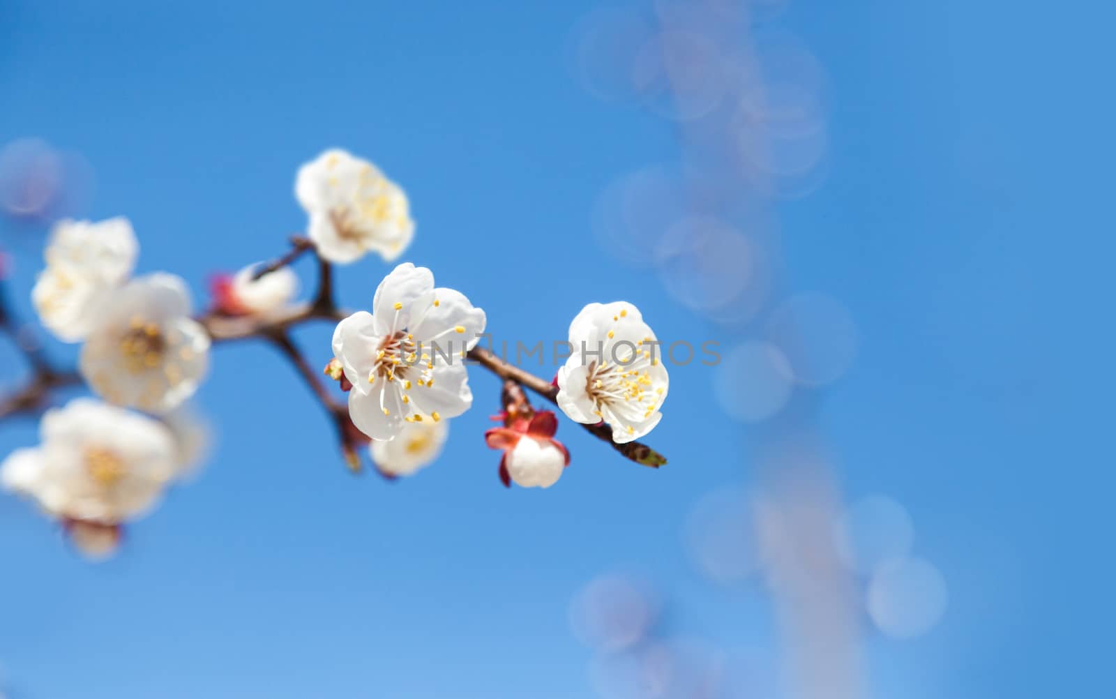 Cherry tree flowers with blue sky. Blured concept