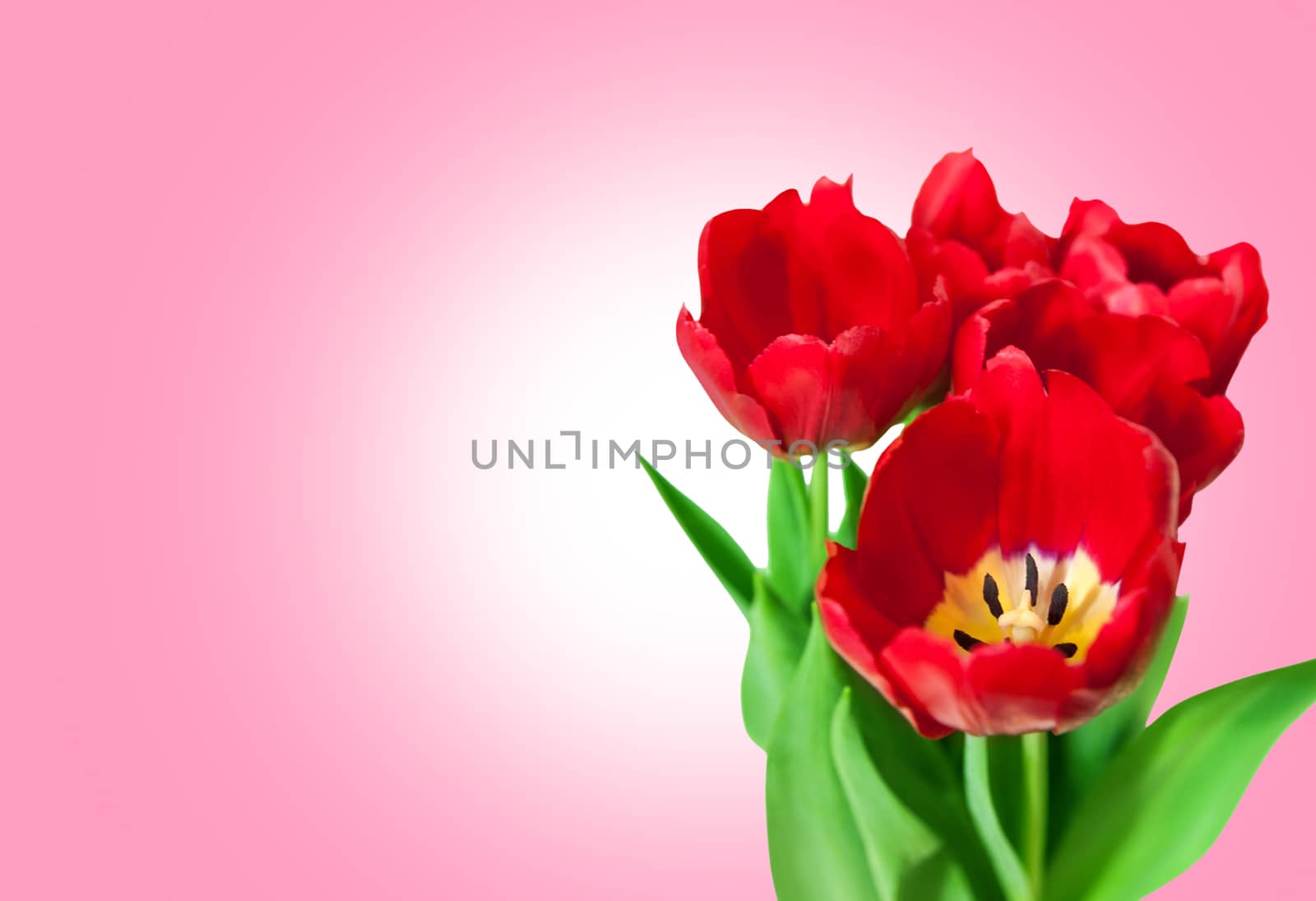 Bouquet red tulips isolated on pink background. Bluren concept