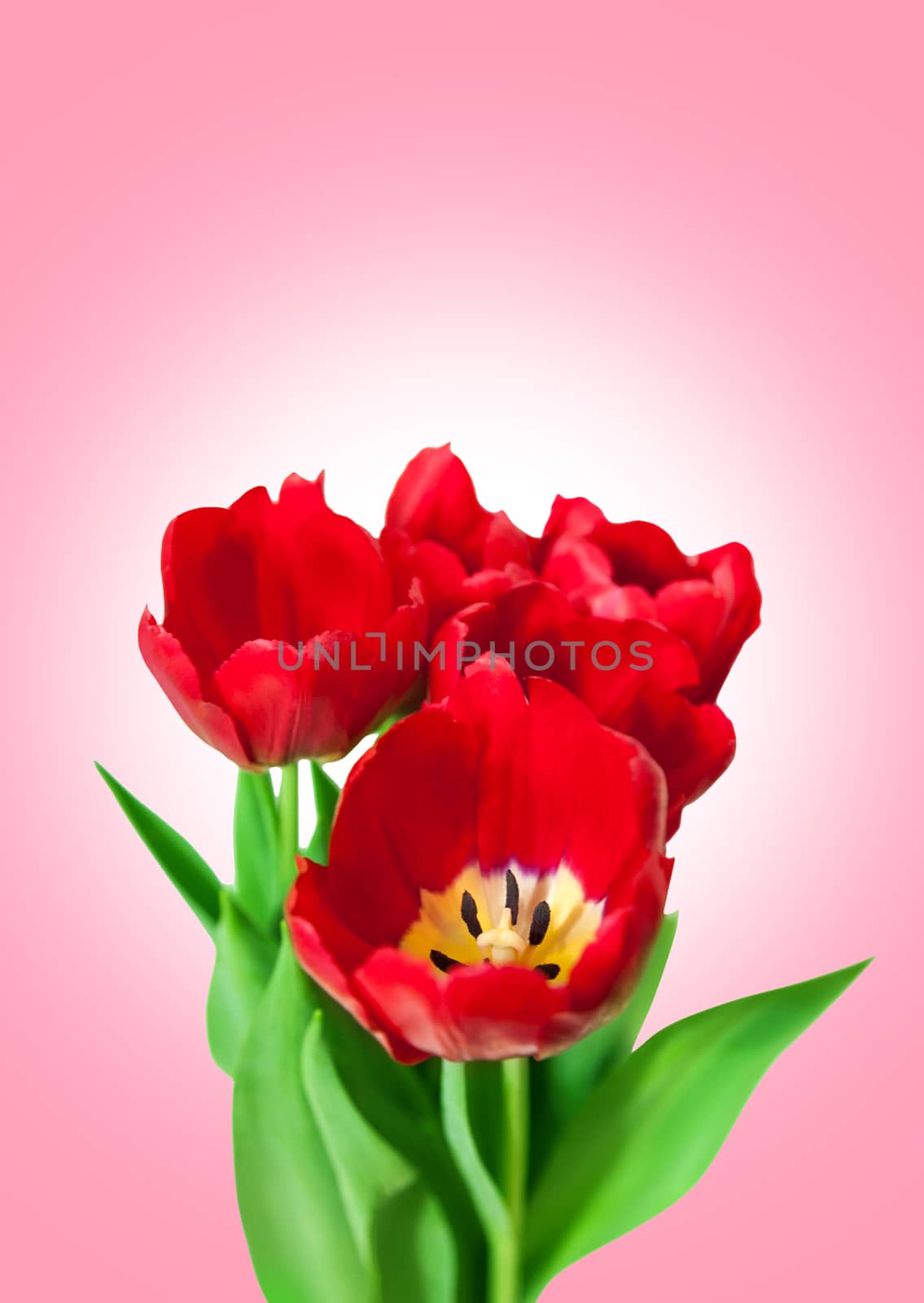 Bouquet red tulips isolated on pink background. Bluren concept
