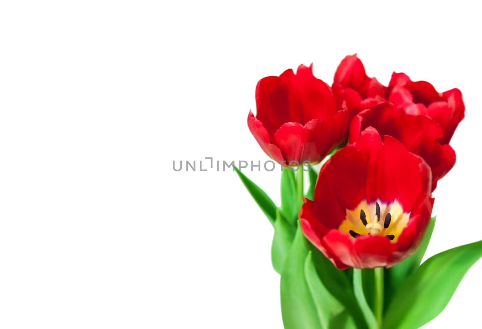 Bouquet red tulips isolated on white background. Bluren concept