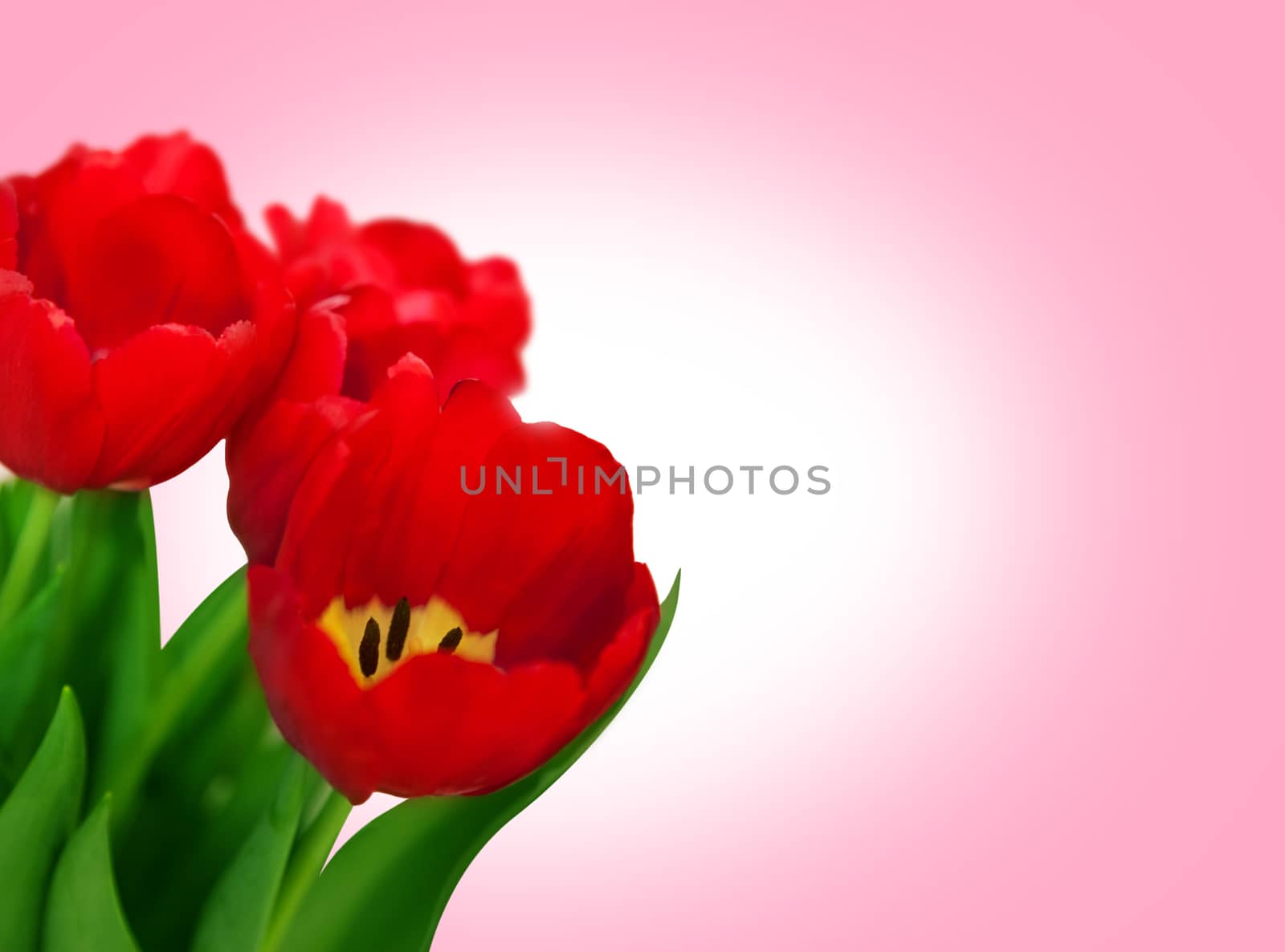 Bouquet red tulips isolated on pink background. Bluren concept
