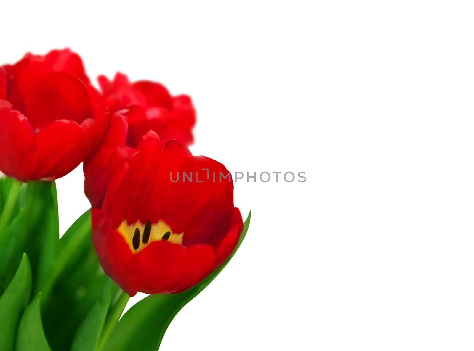 Bouquet red tulips isolated on white background. Bluren concept