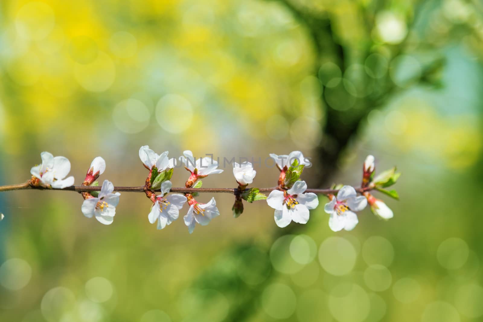 Cherry tree flowers with green background. Blured concept
