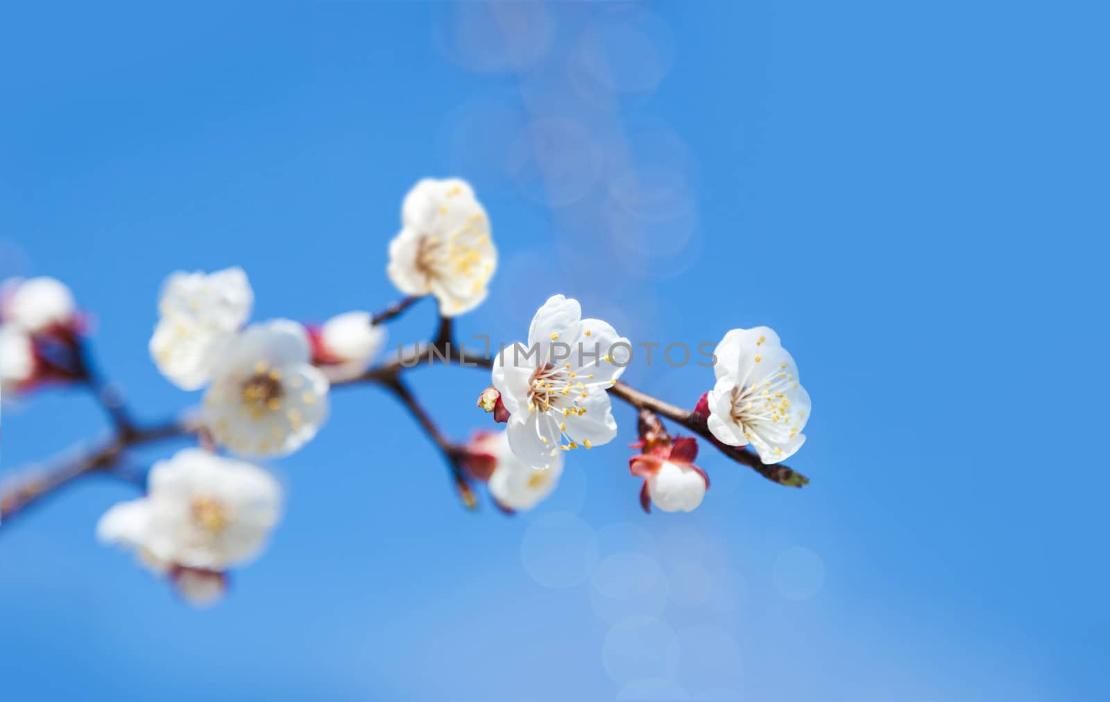Cherry tree flowers with blue sky. Blured concept