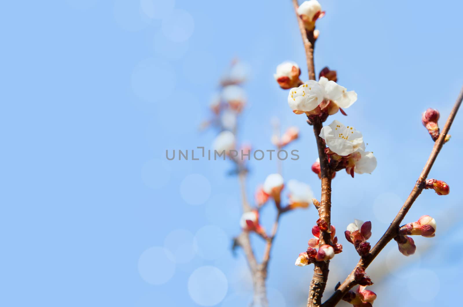 Cherry tree flowers with blue sky. Blured concept