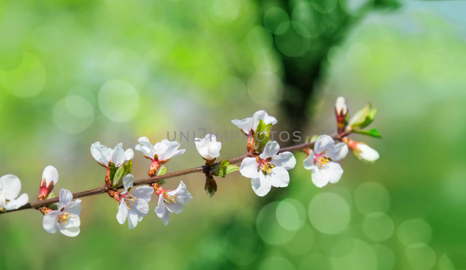 Cherry tree flowers with green background. Blured concept