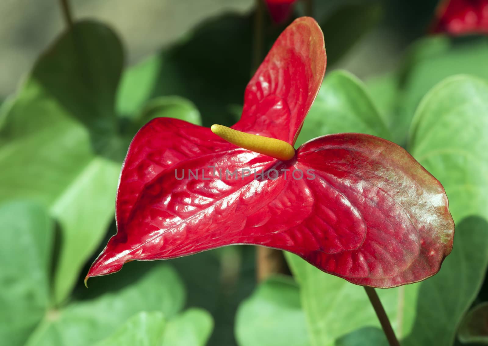 Red anthurium or flamingo flower, close up