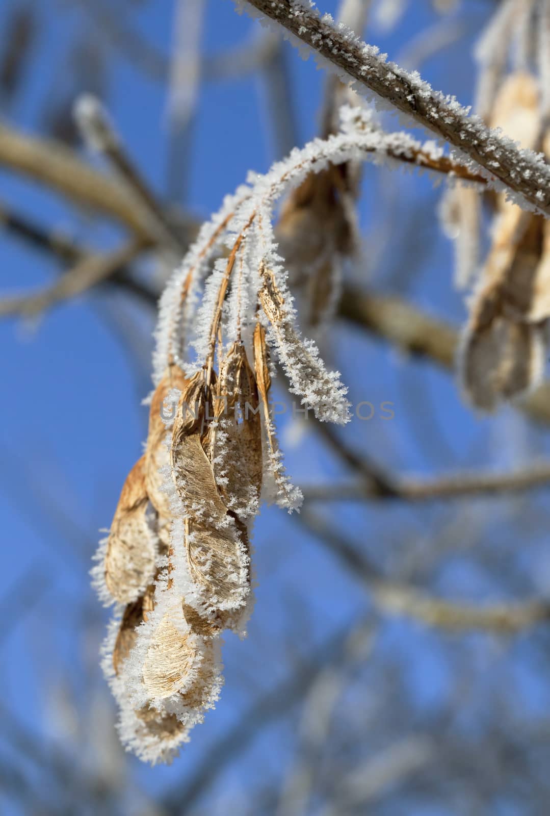 Tree branch covered with frost on a sunny winter day