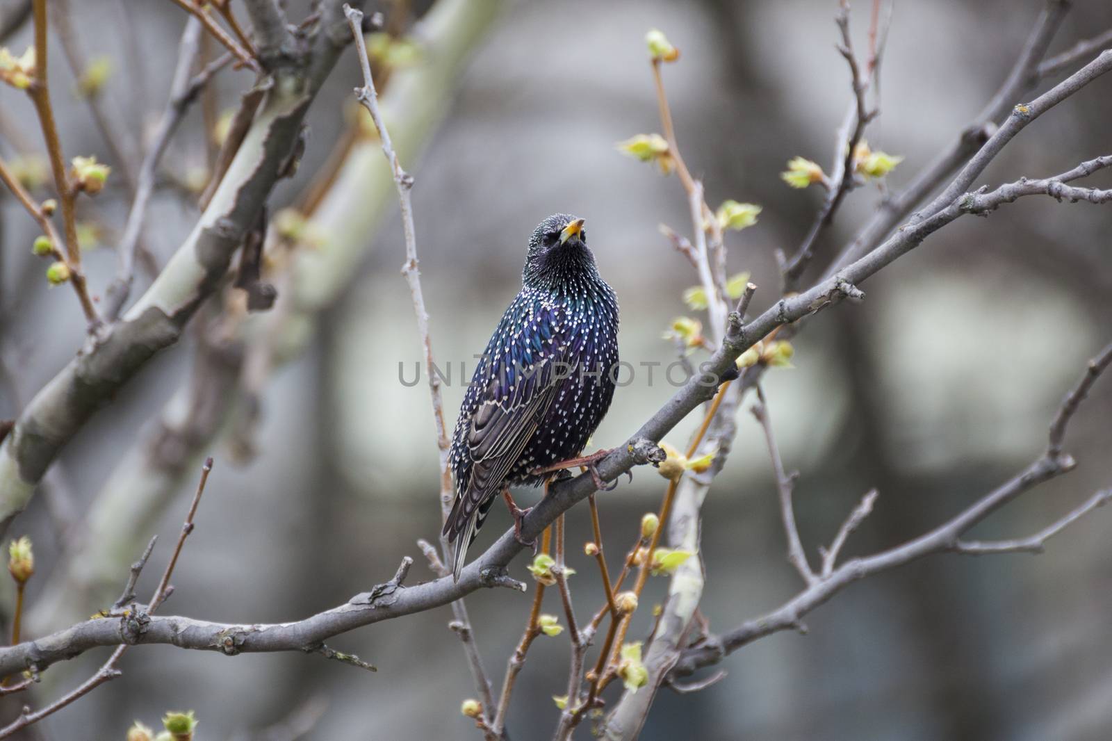 Common Starling (Sturnus vulgaris), also known as the European Starling or just Starling.