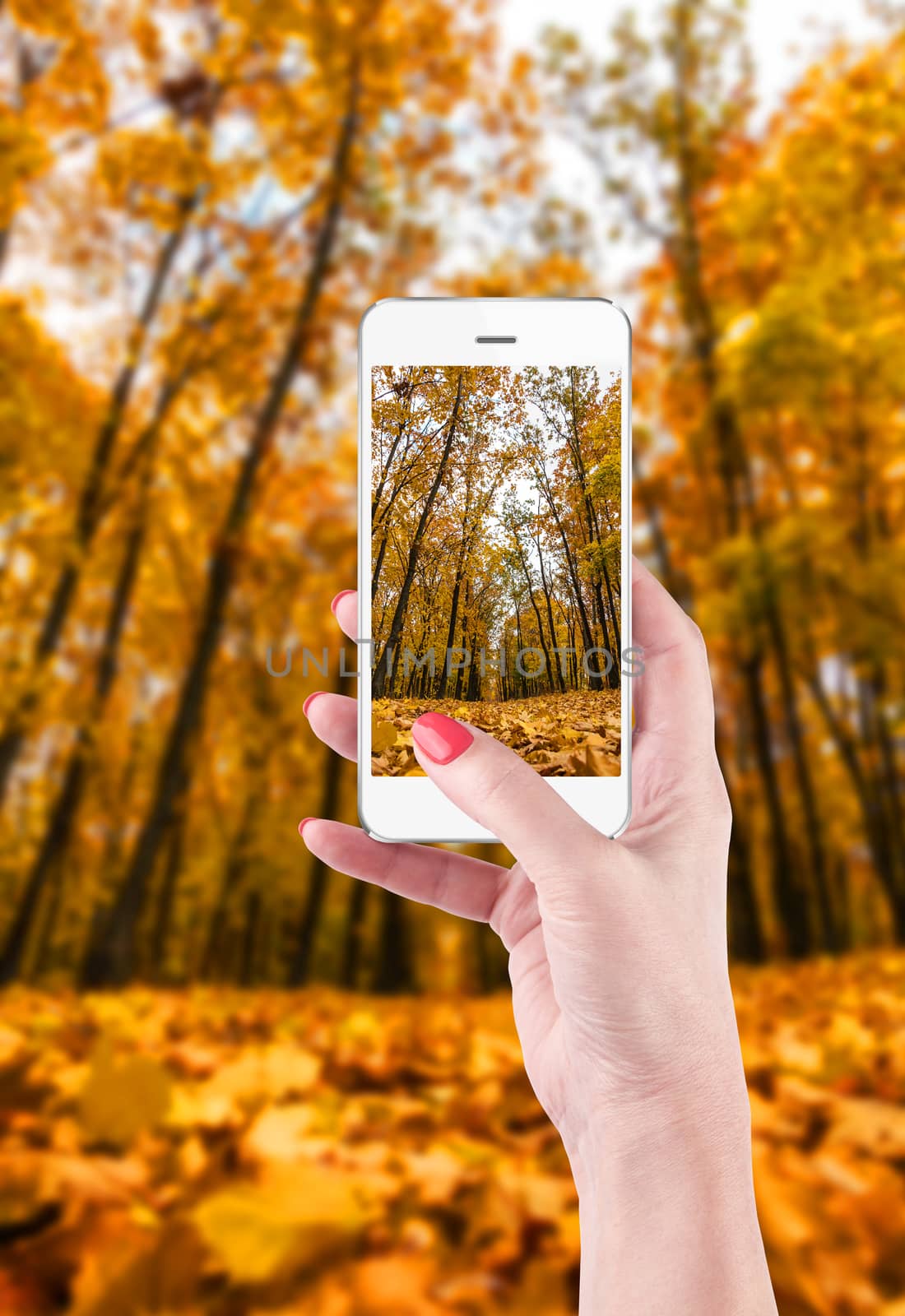 Female Hand holding and Touching a Smartphone, photographing a beautiful autumn landscape.