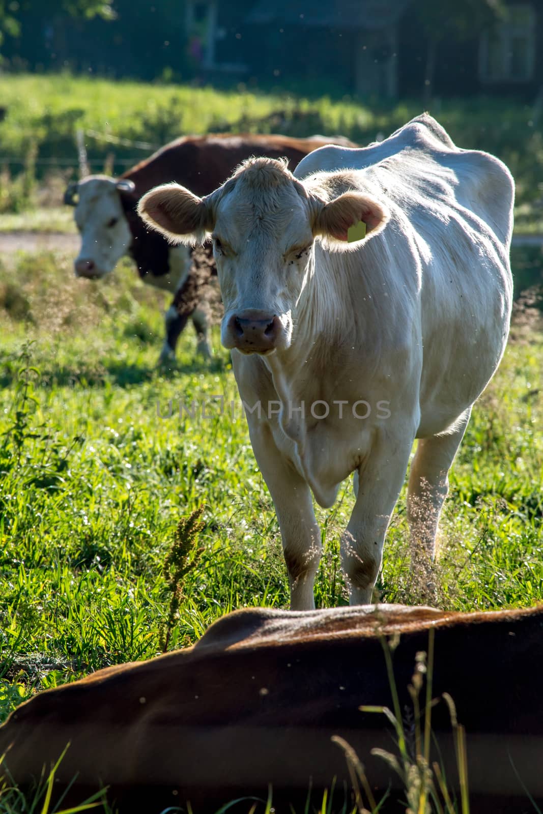 White cow pasture in green meadow in Latvia. Herd of cows grazing in meadow. Cows in meadow in spring time. Cattle grazing in grass, Latvia. 

