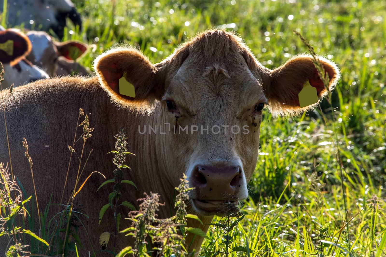Dairy cows pasture in green meadow in Latvia. Herd of cows grazing in meadow. Cows in meadow in spring time. Cattle grazing in grass, Latvia. 


